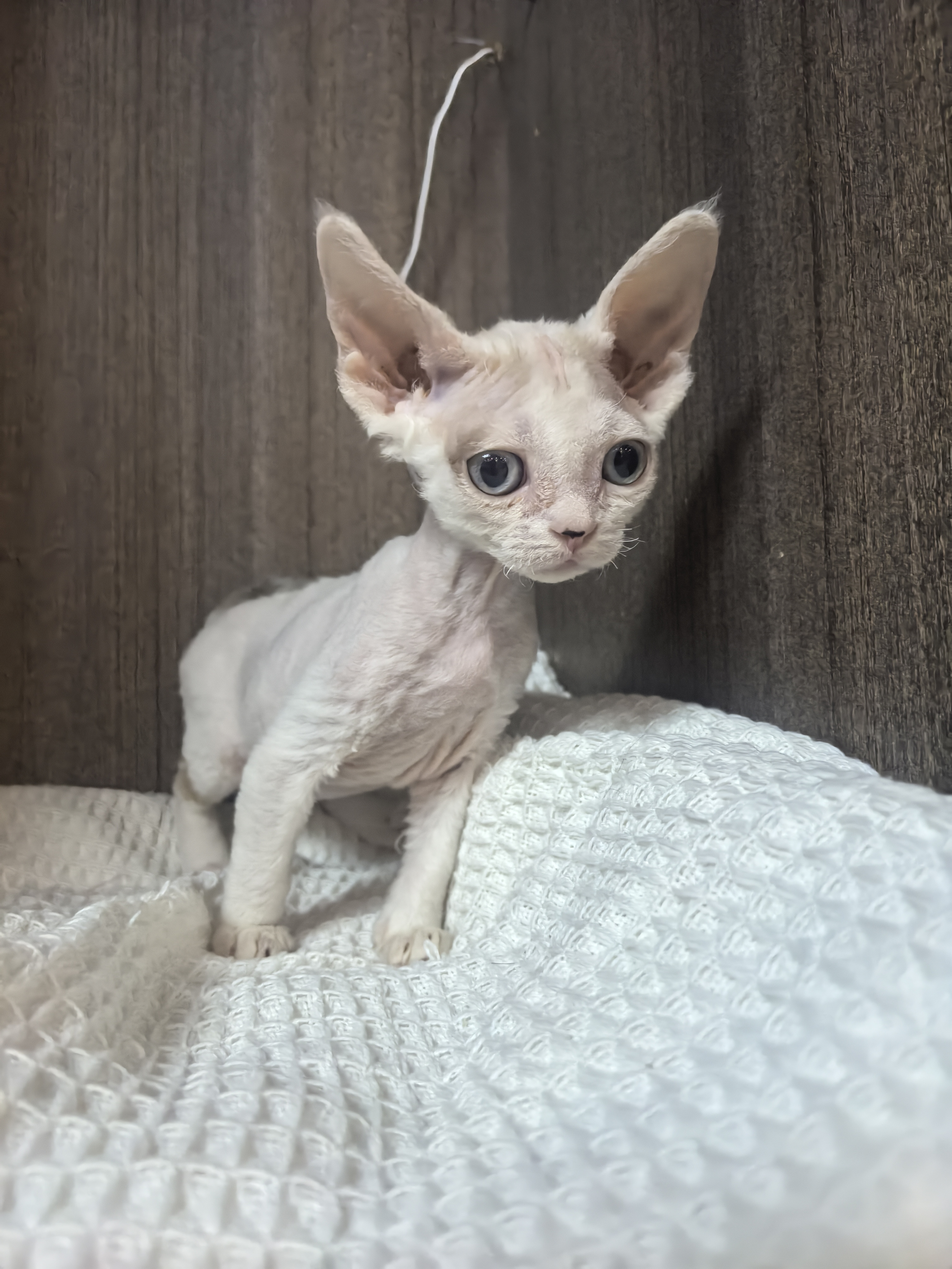 德文卷毛猫 蓝眼睛 稀有淡化咖白樊 妹妹999